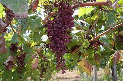 Este ano muitas uvas vão ficar por vindimar no Douro por causa do míldio