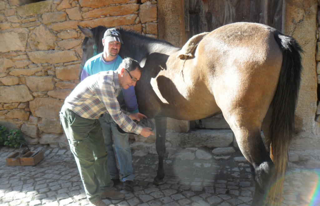 Sapateiros de quadrúpedes