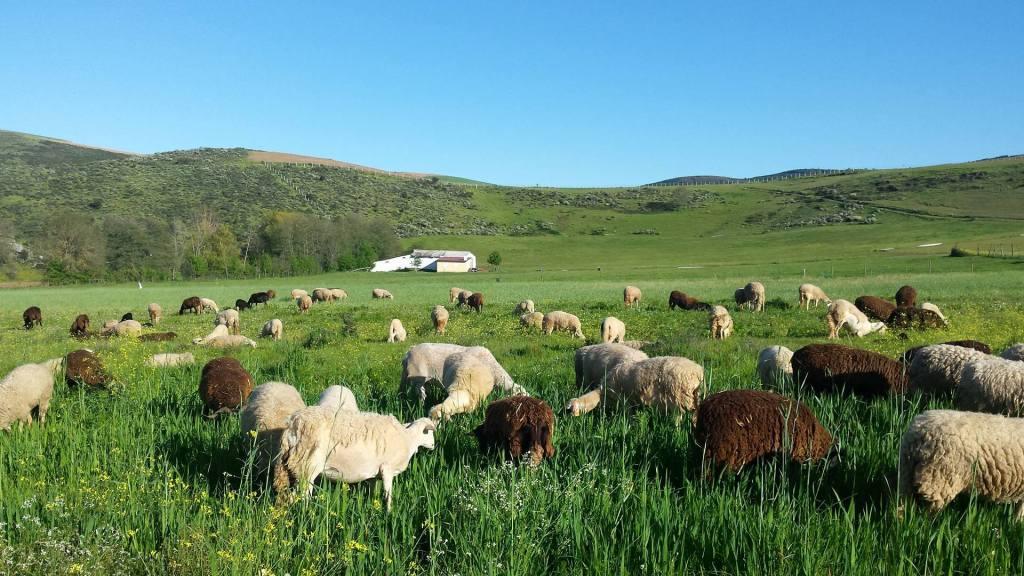 Agricultores e ambientalistas preocupados com suspensão do sistema de recolha de cadáveres de animais