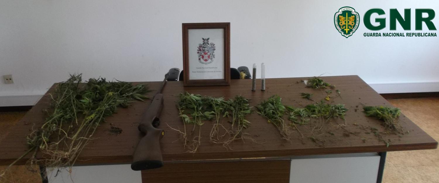 GNR apreende 75 pés de cannabis em Carrazeda de Ansiães