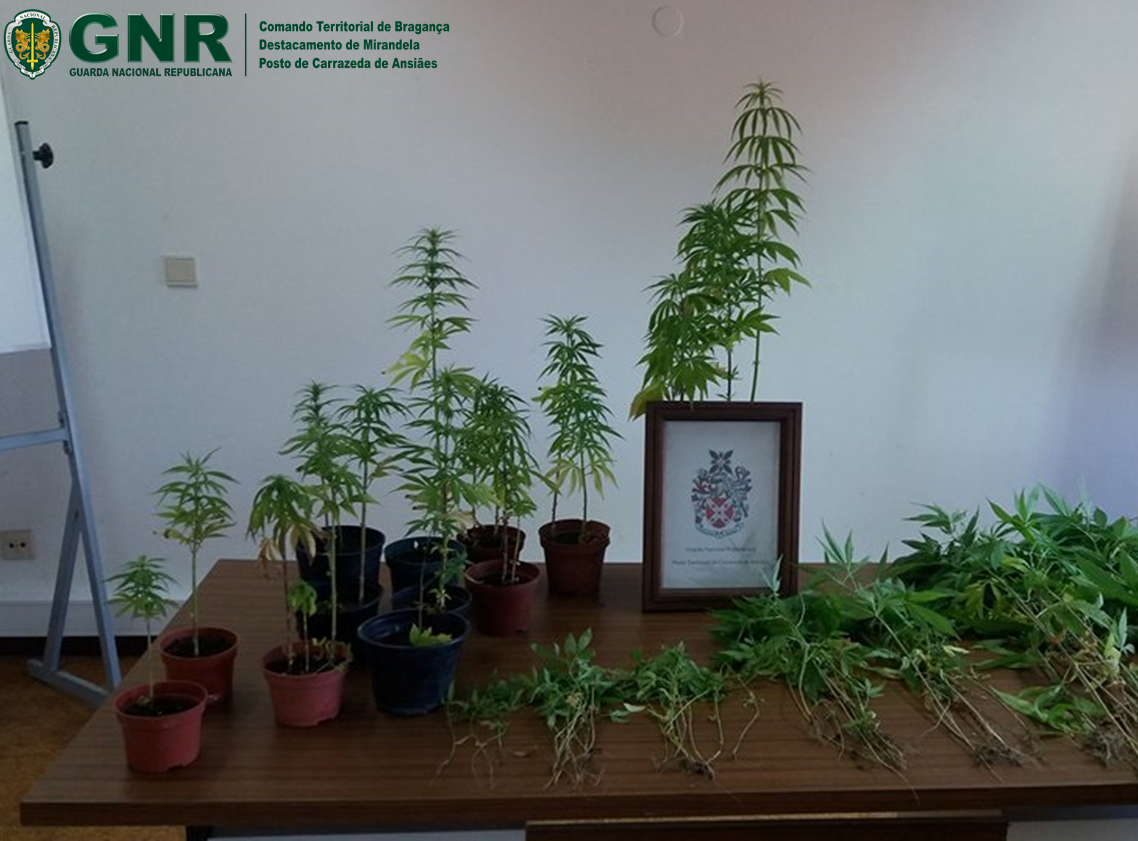 GNR de Carrazeda de Ansiães apreende 79 plantas de cannabis e deteve suspeito de cultivo