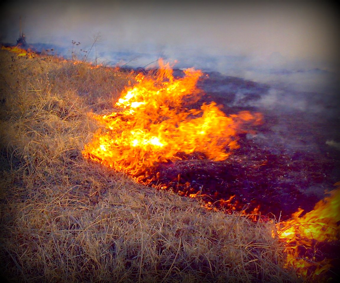 GNR identifica suspeita de atear fogo em Vale de Gouvinhas