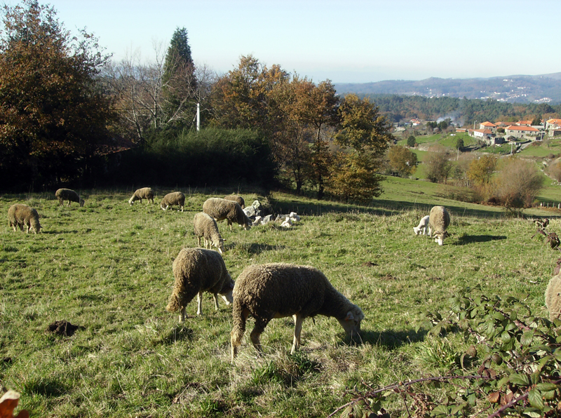 Serviço de recolha de animais mortos em explorações suspenso temporariamente