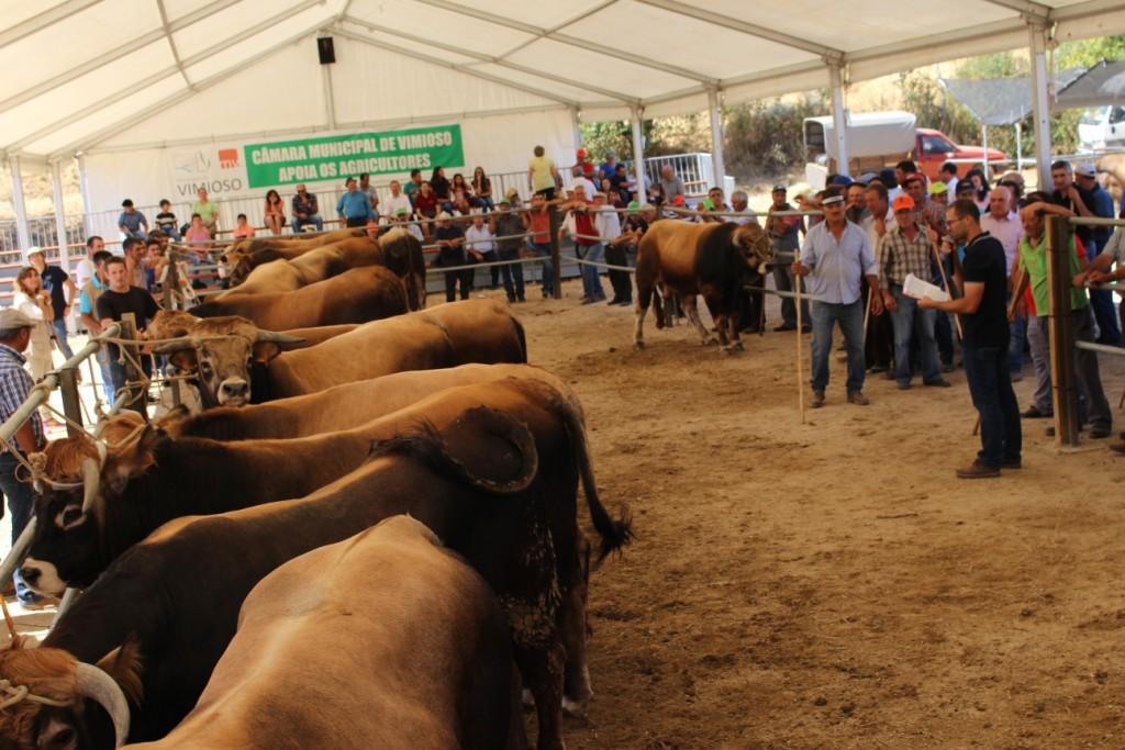 Criadores de bovinos de Raça Mirandesa queixam-se de falta de incentivos à produção