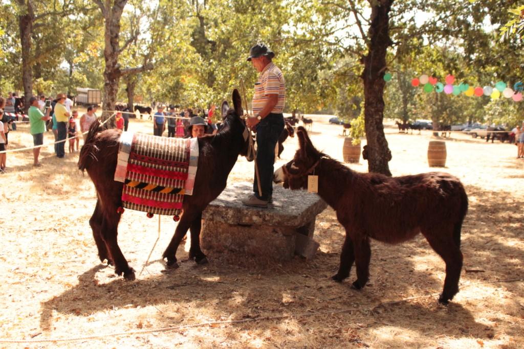 Burros mirandeses cumpriram a tradição de ir à Feira do Naso