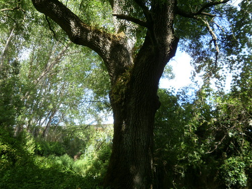 Homem ficou gravemente ferido enquanto limpava um freixo em Alfaião