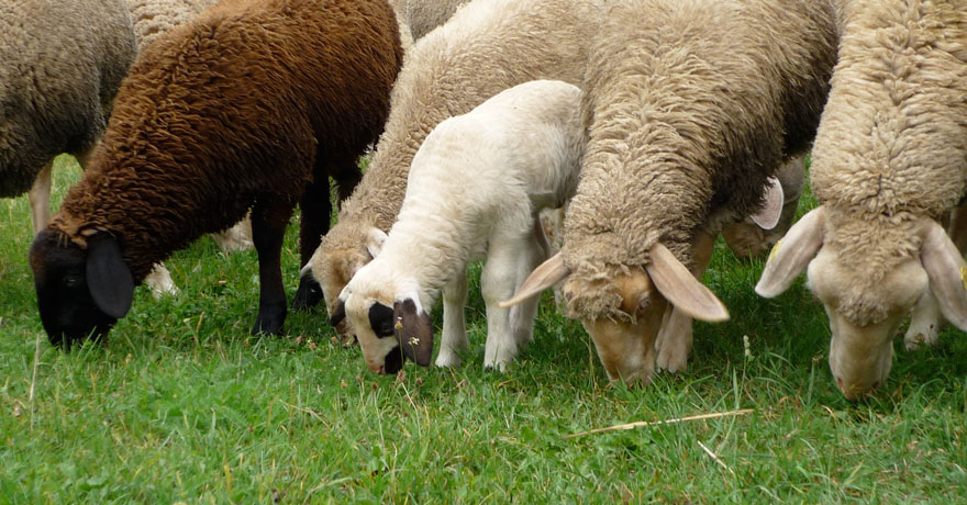 Município de Mogadouro apoia produtores pecuários que perderam pastagens em incêndio