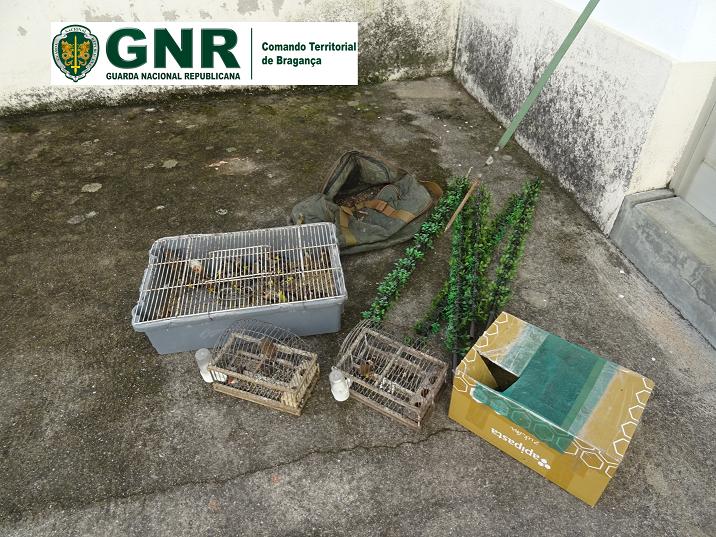 GNR deteve homem por caça ilegal em Mirandela
