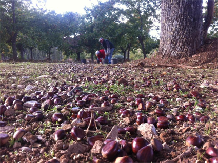 Sua majestade, a castanha…