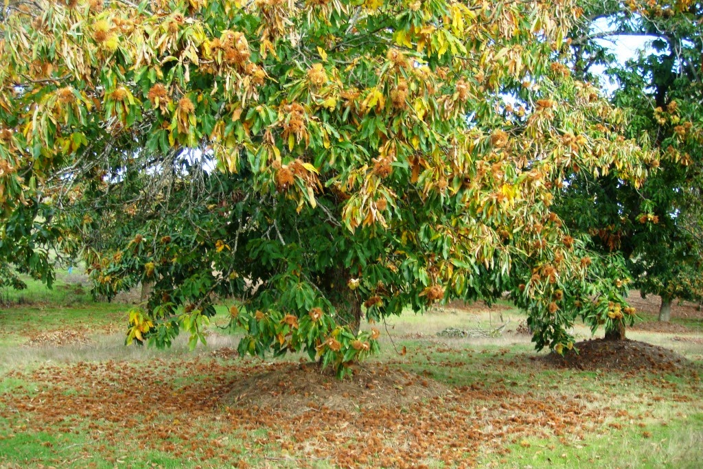 Três pessoas detidas a roubar castanhas no concelho de Vinhais