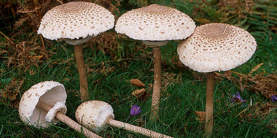 Governo compromete-se a trabalhar na regulamentação do sector dos cogumelos silvestres