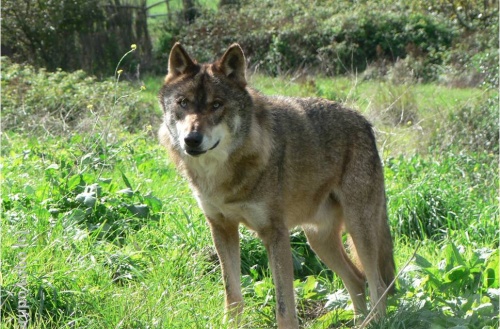 Região transmontana ainda mantém condições de preservação de habitats do lobo ibérico