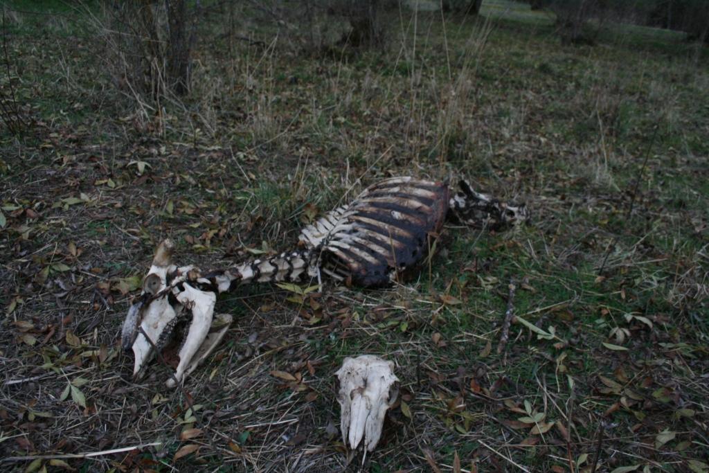Cadáveres de ovelhas abandonados em terrenos agrícolas incomodam população de Izeda