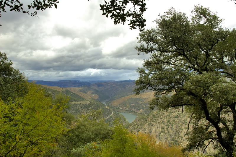 Os Verdes questionam legalidade do corte de azinheiras em Picote