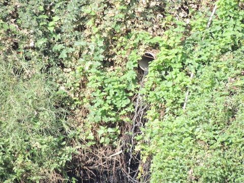 Descargas de esgotos directamente para o rio Sabor provoca poluição