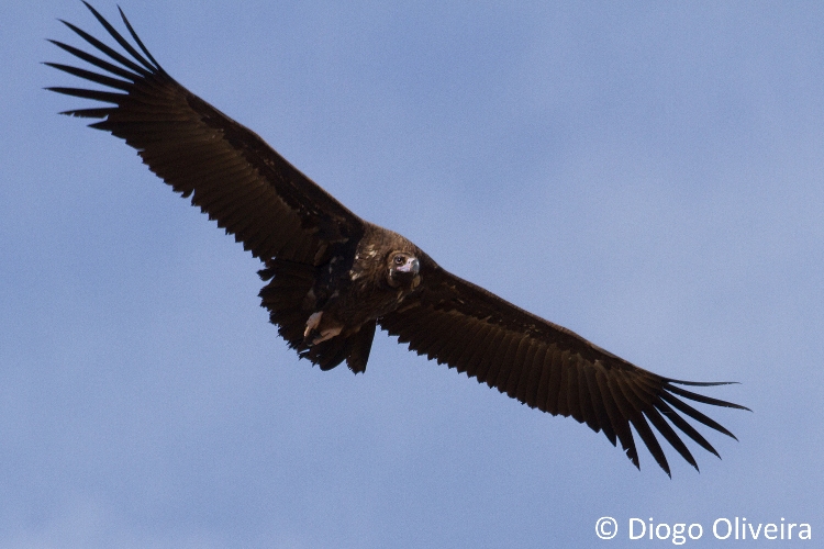 Abutre-preto volta a voar no Nordeste Transmontano