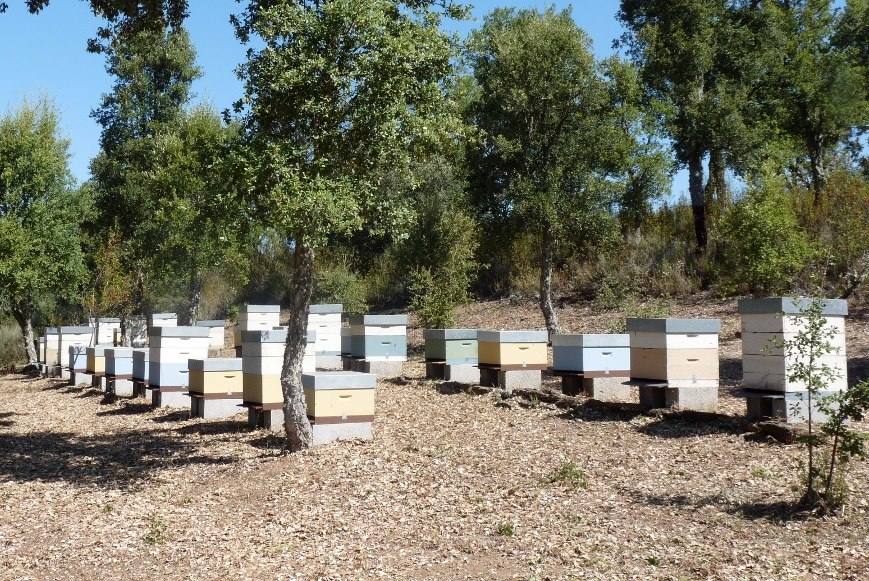 Presidente da FNAP não acredita na erradicação da vespa asiática em Portugal