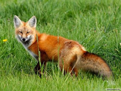Militar de Miranda do Douro ficou ferido numa batida à raposa