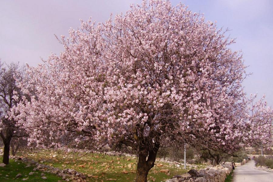 Vila Flor continua em festa