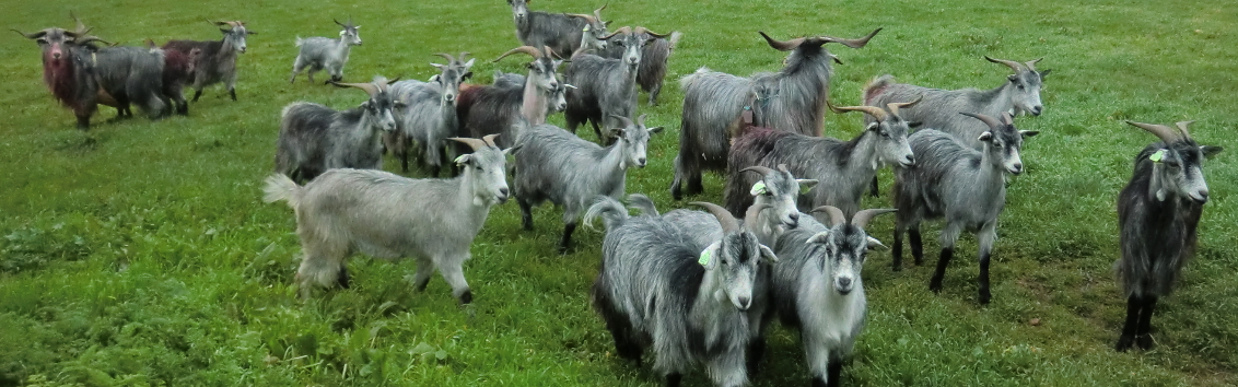 Cooperativa vai comercializar carne de raças autóctones da região
