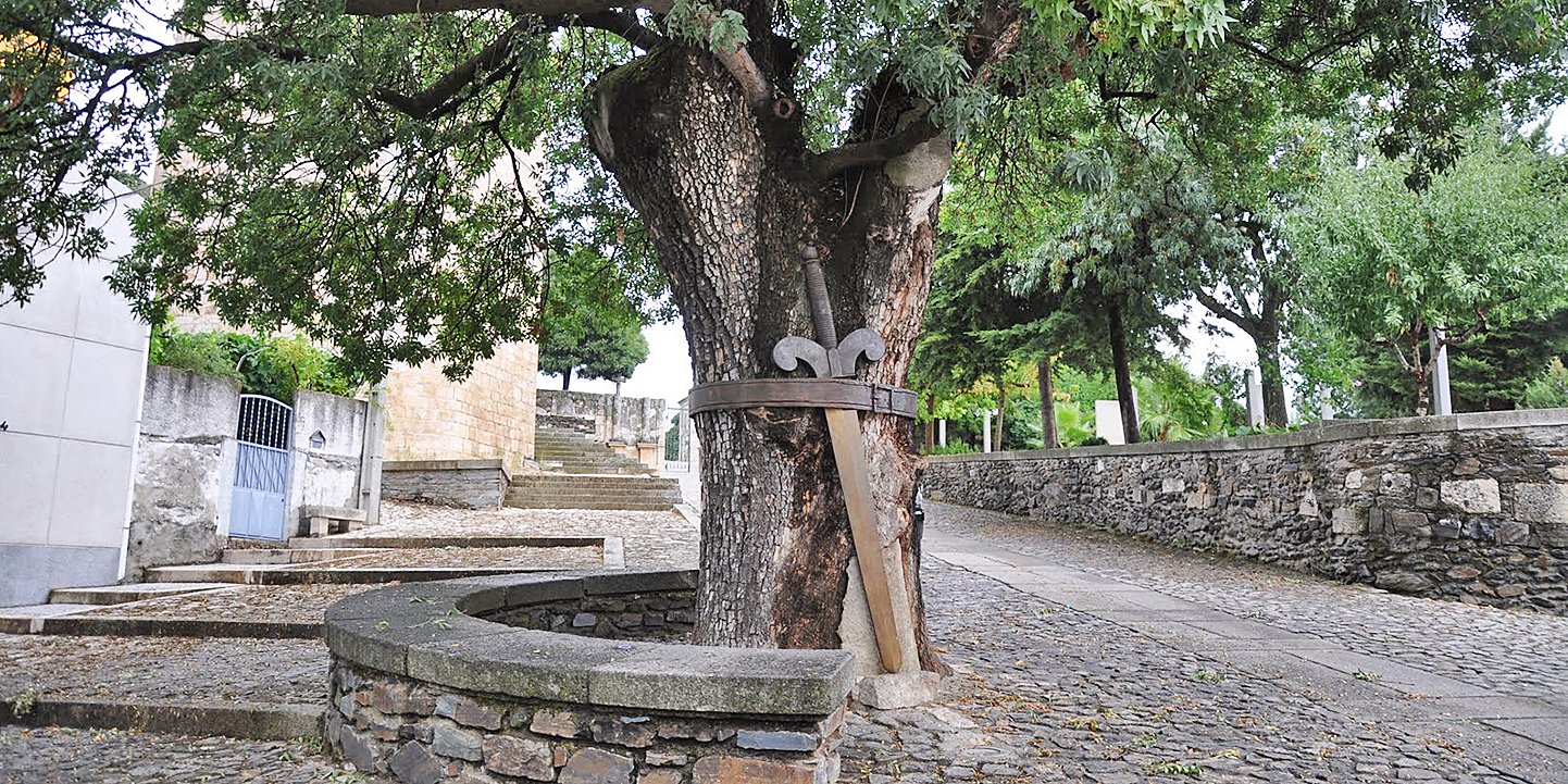 Clone do freixo de Duarte D’Armas nos jardins do Palácio de Belém
