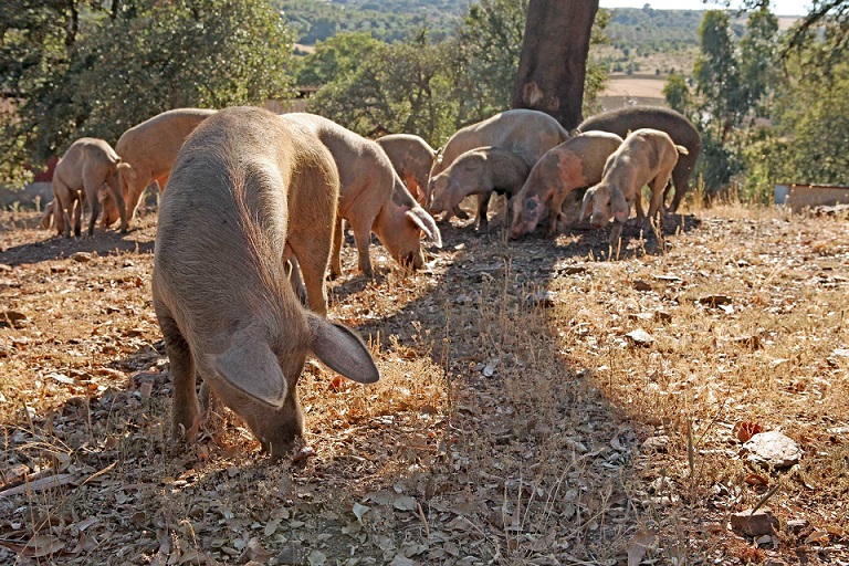 Incêndio em Alfaião destrói parte de uma exploração de porcos
