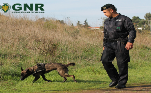 GNR vai reforçar fiscalização ao envenenamento de animais do Parque Natural do Douro Internacional