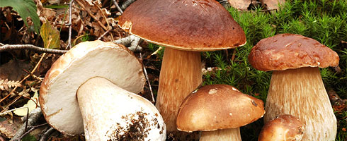 Ecocentro Micológico vai nascer em Miranda do Douro