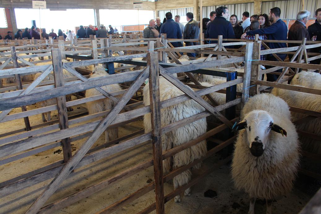 Falta de apoio comunitário a raças autóctones impede crescimento da raça Churra Galega Mirandesa