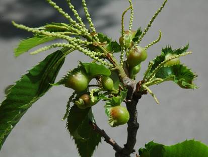 Dois casos de vespa do castanheiro detectados no concelho de Bragança