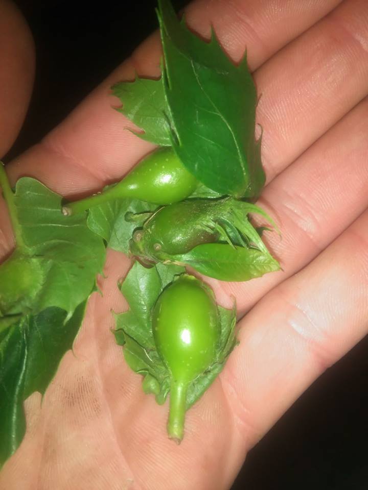 Vespa da galha do castanheiro ataca em força no concelho de Vinhais