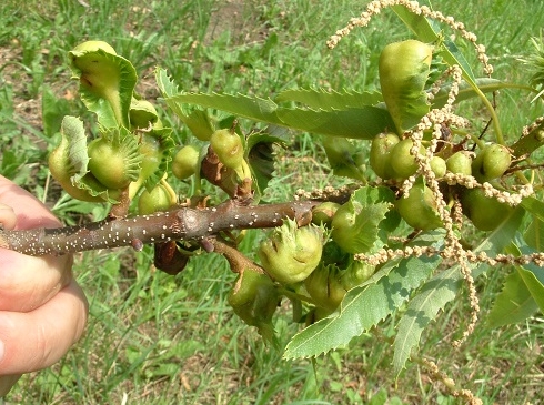 Concelho de Vinhais vive uma situação catastrófica com a vespa da galha do castanheiro