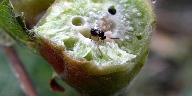 Novos casos da vespa da galha do castanheiro detectados em Macedo de Cavaleiros