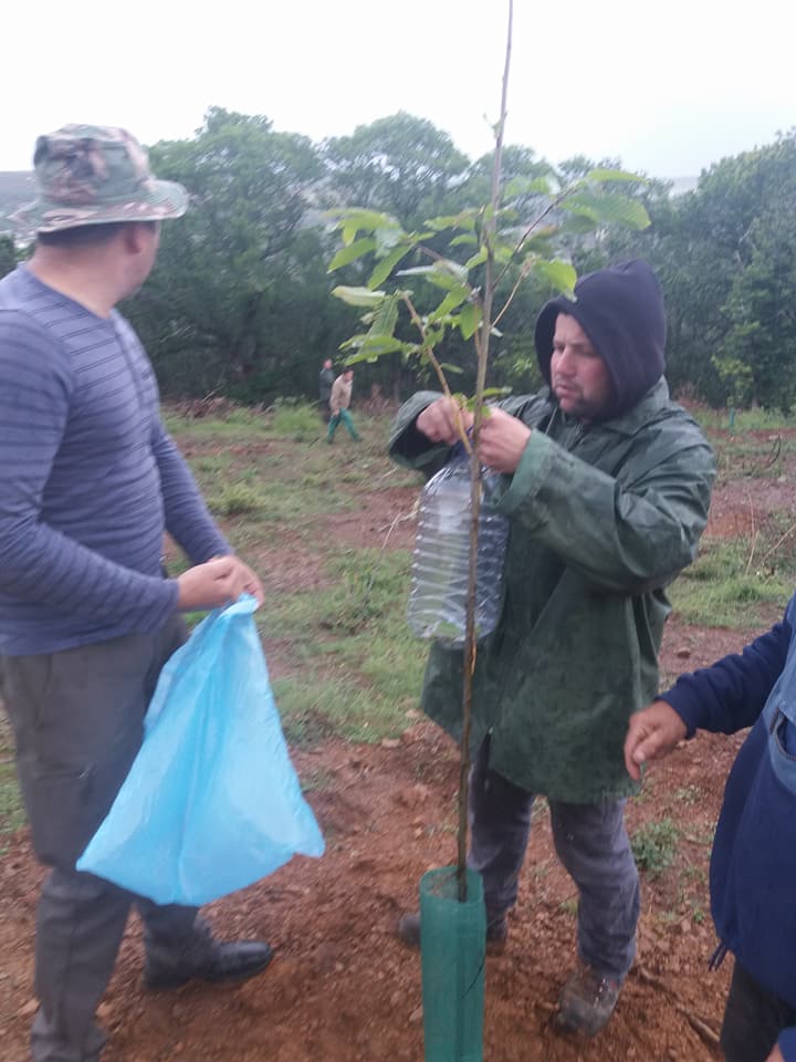 Soutos em Cova de Lua, Espinhosela, infectados com vespa do castanheiro