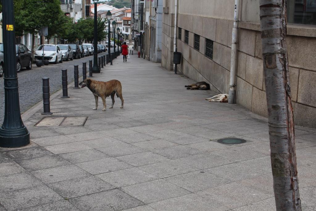 Estão a ser procuradas soluções para o problema dos cães abandonados em Bragança