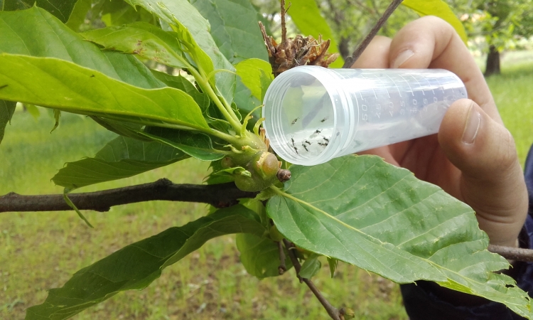 Vinhais avança com luta biológica para a Vespa da galha do castanheiro