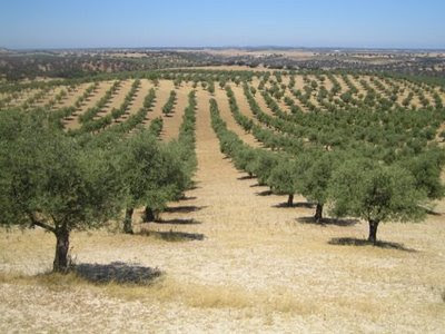 Com 80% do país a atravessar uma seca severa a agricultura em Trás-os-Montes vai registar quebras acentuadas na produção