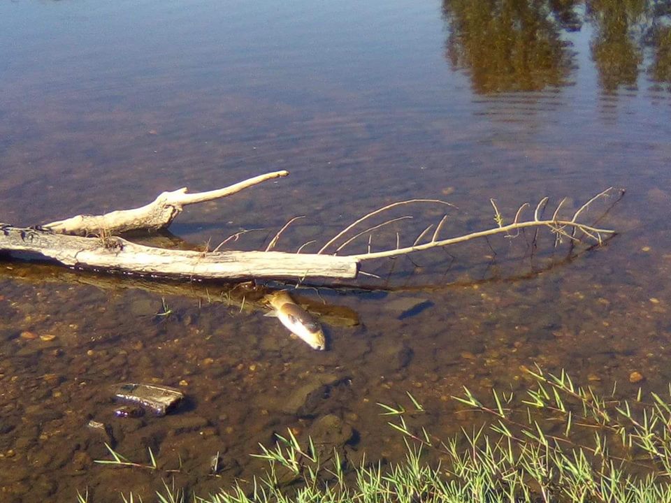 Mais peixes mortos apareceram no Rio Tua no mesmo local em Frechas