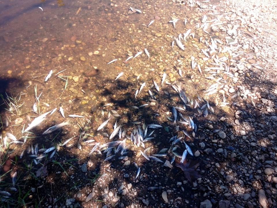 Centenas de peixes mortos no rio Tua junto a Frechas