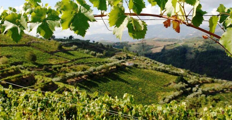 Estima-se aumento da produção de vinho na Região Demarcada do Douro, mas seca pode alterar previsão