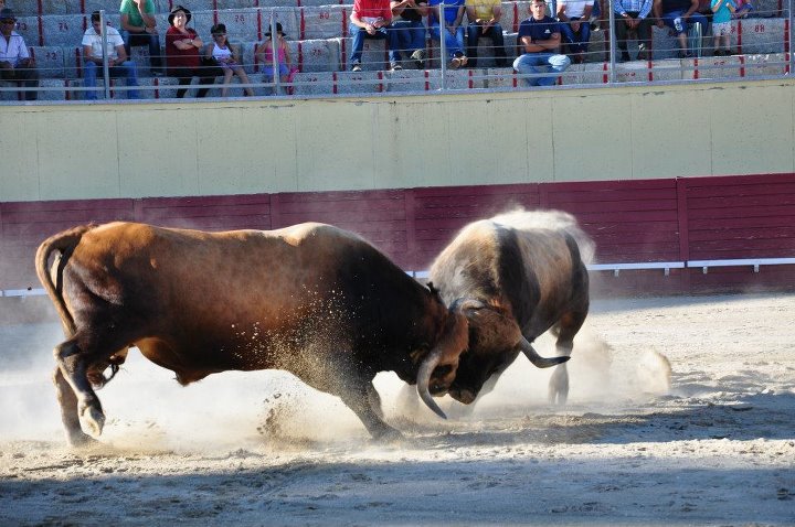 Dois homens feridos por um touro de raça mirandesa