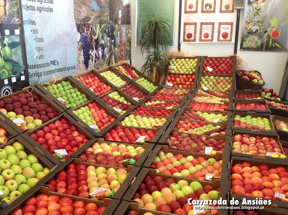 Produtores de maçã preocupados com a falta de mão-de-obra na apanha da fruta