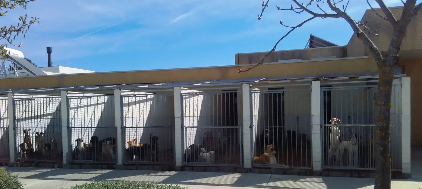 Adopções aumentam no Canil Intermunicipal da Terra Quente