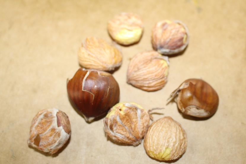 Produtores de castanha falam em “calamidade” por causa da seca e pedem apoio ao governo
