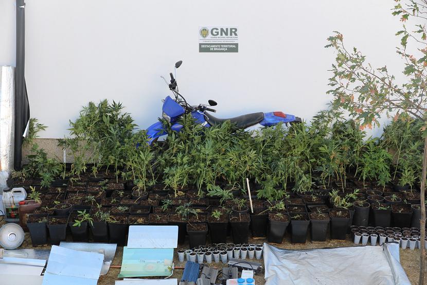 GNR apreende mais de 300 pés de canábis em Vinhais
