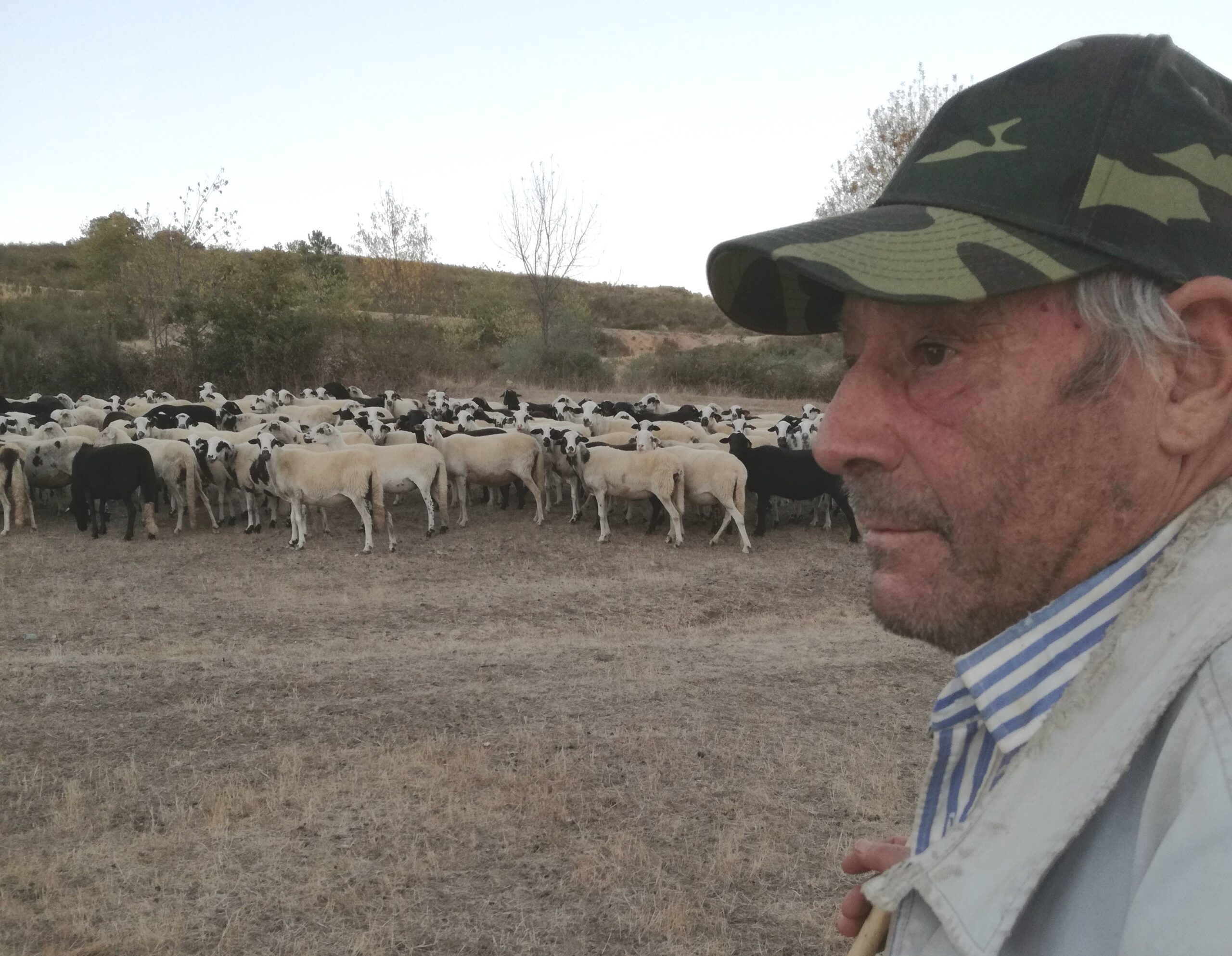 Pastores preocupados porque a seca está a deixar gado em risco de vida