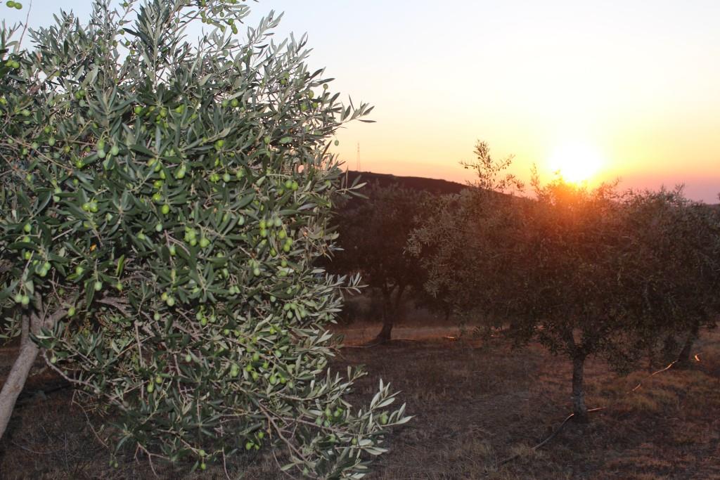 Especialista aponta uma diferenciação cada vez menor na azeitona cultivada em Trás-os-Montes