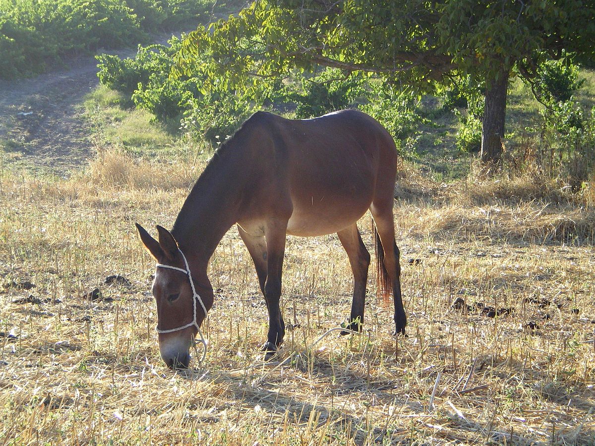 Mulher gravemente ferida depois de ter caído de um animal no concelho de Moncorvo