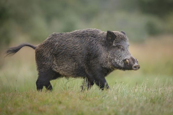 Clube de Monteiros do Norte quer ver a mancha da zona de caça de Bornes na rota das montarias