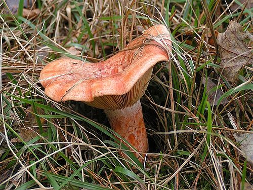 Seca dizima produção de cogumelos silvestres no nordeste transmontano mas não afasta participantes de encontro micológico